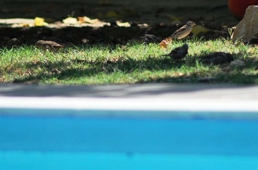 Mursel Garden Hotel Kusadası Zewnętrze zdjęcie
